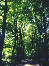 Footpath passing through forest