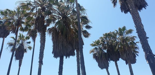 Low angle view of coconut palm trees against sky