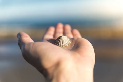 Cropped hand of person holding seashell at beach