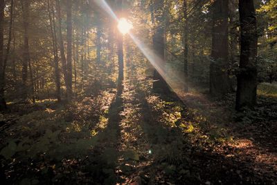 Sunlight streaming through trees in forest