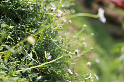 Close-up of flowering plant