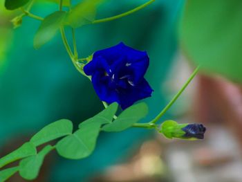 Close-up of purple flowering plant