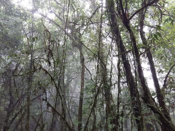 Low angle view of trees in forest