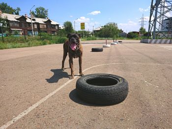 Dog on street in city