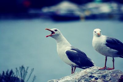 Close-up of seagulls perching on rock