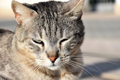 Close-up portrait of a cat