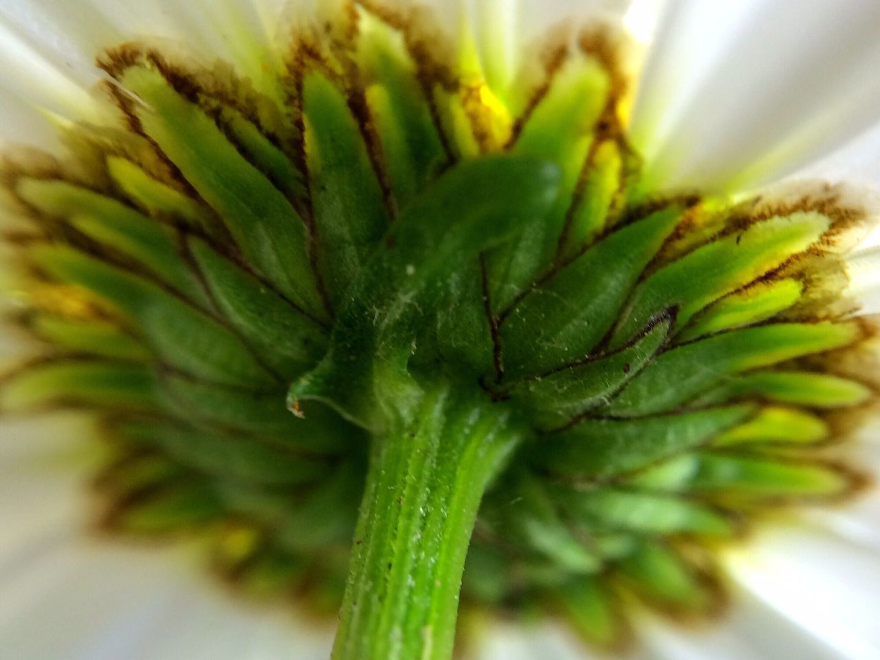 freshness, growth, close-up, flower, fragility, flower head, beauty in nature, plant, nature, single flower, selective focus, petal, green color, extreme close-up, leaf, macro, focus on foreground, botany, natural pattern, no people