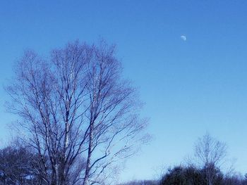 Low angle view of tree against clear blue sky