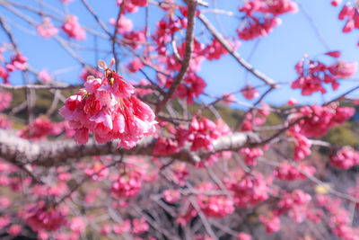 Low angle view of cherry blossom