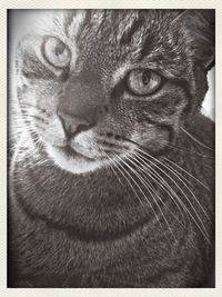 Close-up portrait of cat