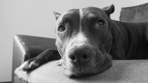 Close-up portrait of dog relaxing on sofa at home