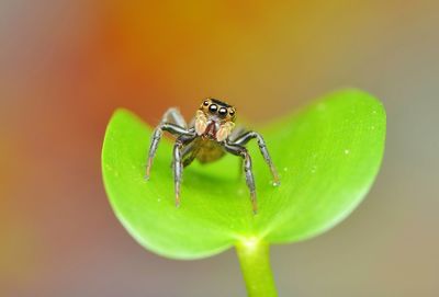 Close-up of insect on leaf