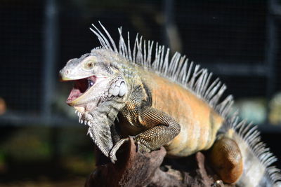 Close-up of iguana