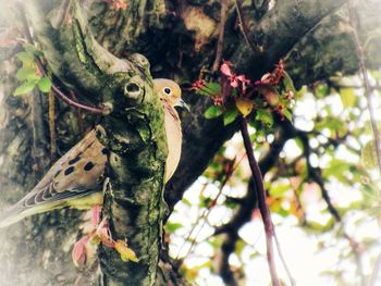 Close-up of insect on tree