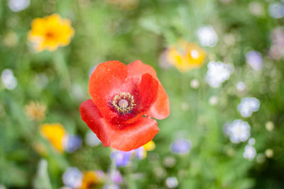 Close-up of red flower against blurred background