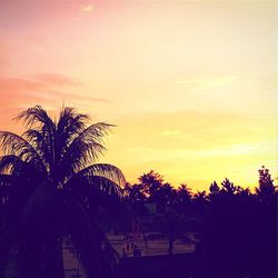Silhouette of palm trees at sunset