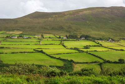 Scenic view of agricultural field