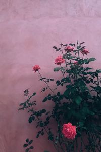 Close-up of pink rose against red wall