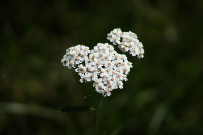 Close-up of flowers blooming outdoors