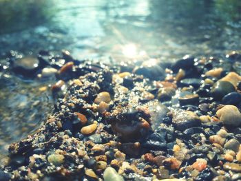 Close-up of coral swimming in sea