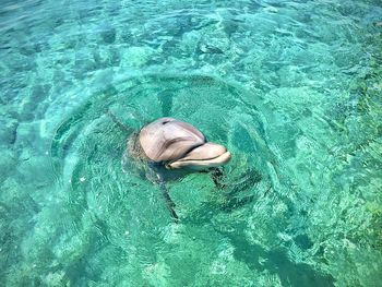 High angle view of turtle in swimming pool