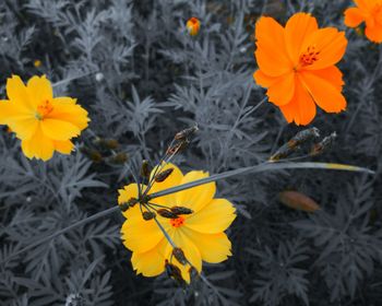 Close-up of yellow flowers blooming outdoors