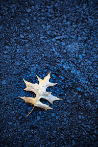 High angle view of dry leaf on wet land