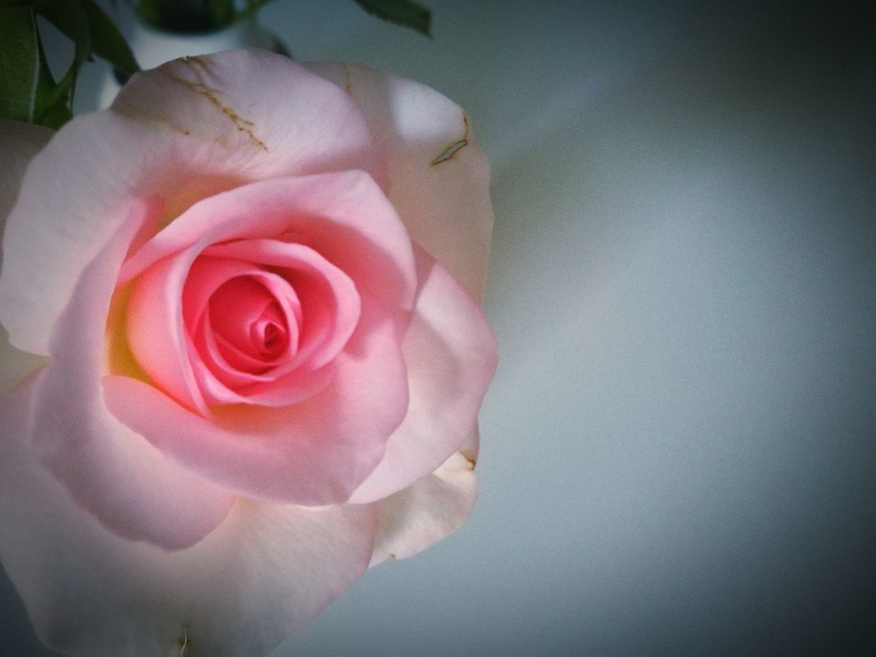 flower, petal, flower head, rose - flower, freshness, fragility, pink color, close-up, beauty in nature, rose, single flower, indoors, nature, blooming, growth, in bloom, pink, no people, plant, softness