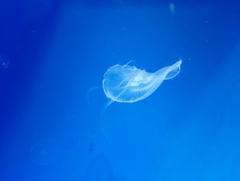 Close-up of jellyfish in sea