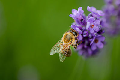 Close-up of bee pollinating on purple flower