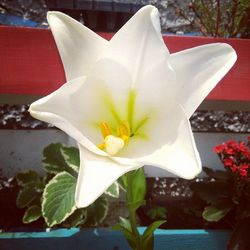 Close-up of water lily on white flower