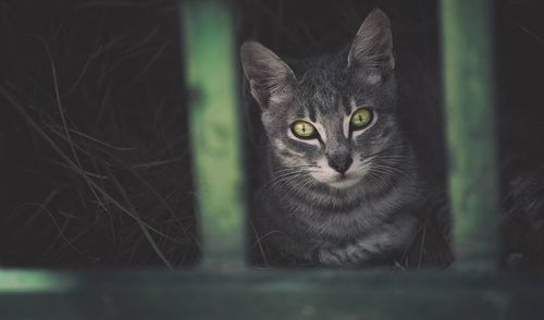 Portrait of cat sitting outdoors