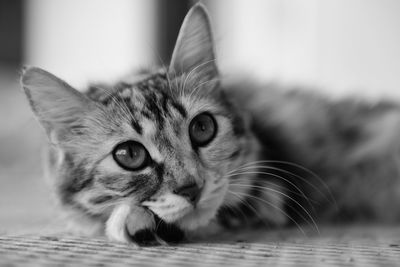 Close-up portrait of cat