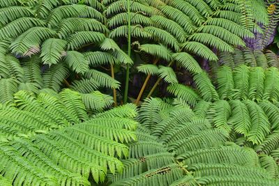 Full frame shot of fern leaves