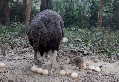 View of bird in nest