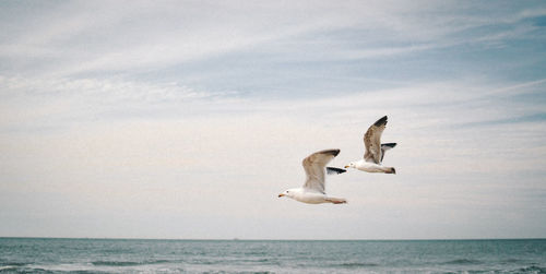 Seagull flying over sea against sky