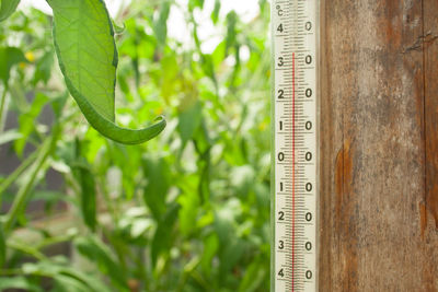 Close-up of plants against blurred background