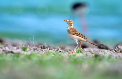 Close-up of bird perching on a field