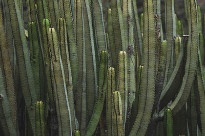 Close-up of succulent plant in forest