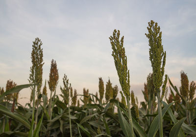 Close-up of stalks in field against sky