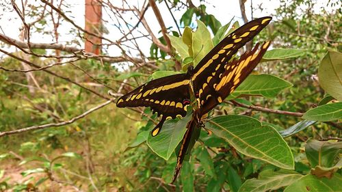 Close-up of butterfly on plant