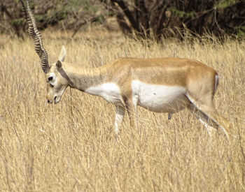 Side view of deer standing on field