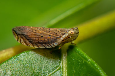 Close-up of insect on leaf