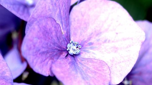 Close-up of purple flower