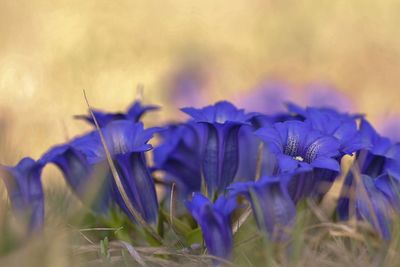 Close-up of purple crocus flowers on field