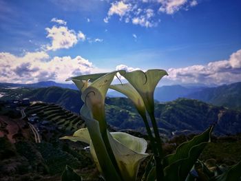Close-up of flowering plants on land against sky