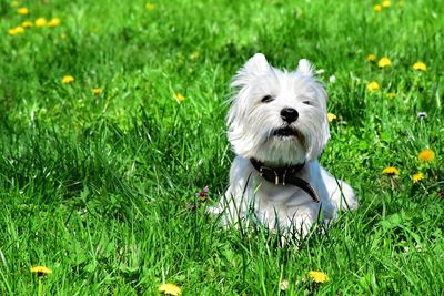 White dog in field