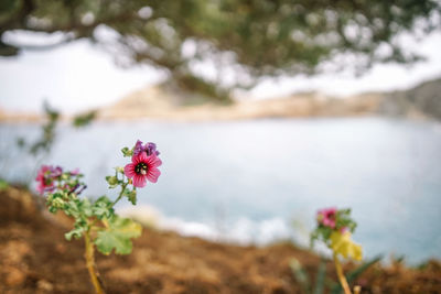 Close-up of pink flowering plant