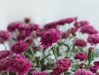 Close-up of pink flowering plants