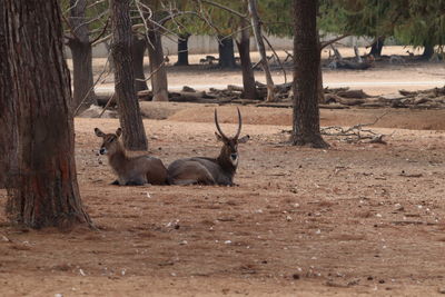 View of deer relaxing on field